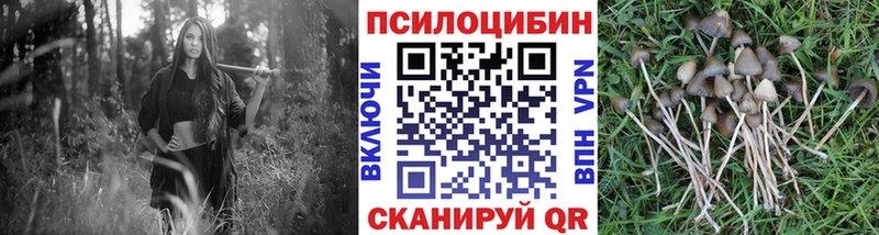 Псилоцибиновые грибы Psilocybe  купить наркотики сайты  Черкесск 